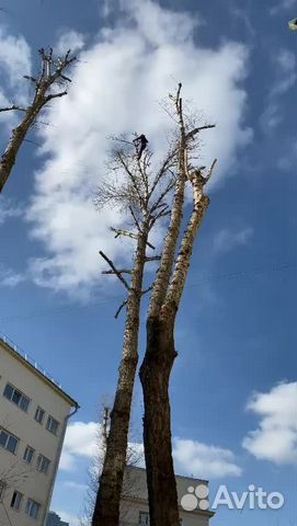 Спил и удаление деревьев