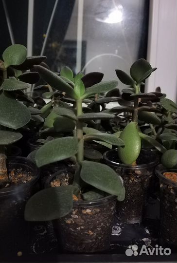 Толстянка денежное дерево красула
