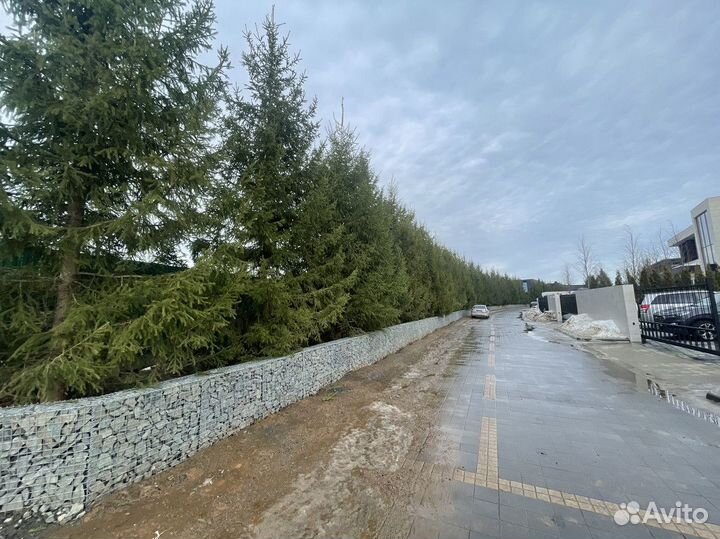 Ель обыкновенная, крупномер