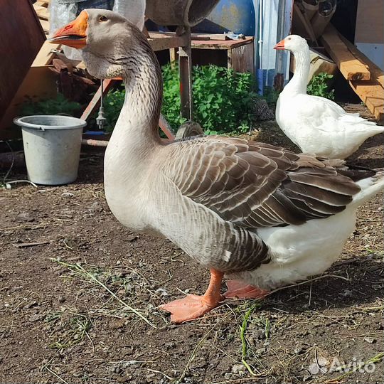 Гусь холмогор