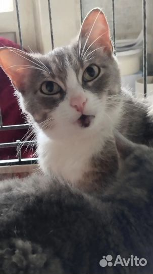 Котикам нужен дом
