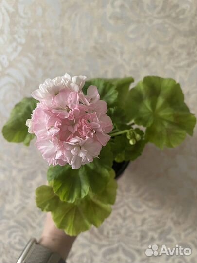 Пеларгония герань сортовая