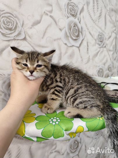 Котик в добрые руки
