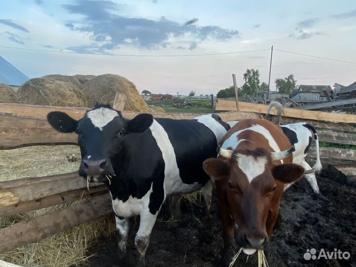 Телки на мясо