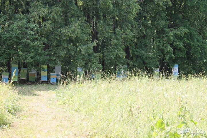 Пасека 3.7 Га