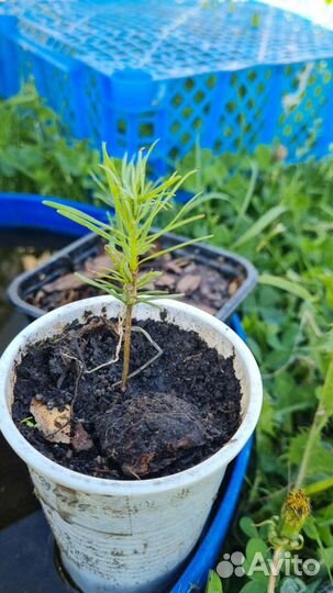 Пихта сеенец