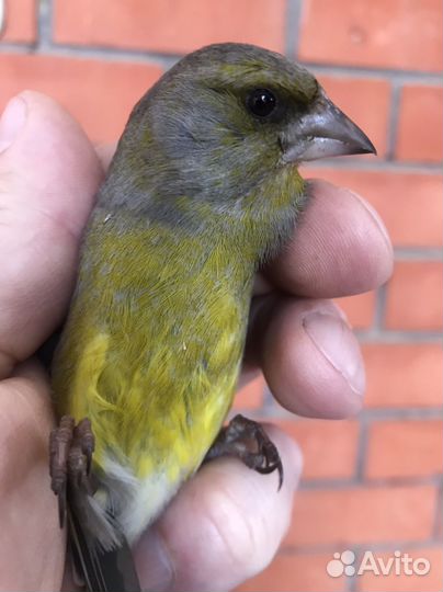 Певчие птицы западок клапан на клетку