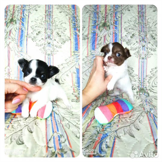 Чихуахуа девочка д/ш