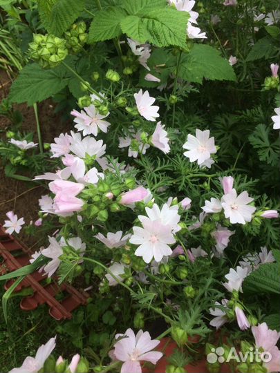 Мальва мускуссная, папоротник, молодило