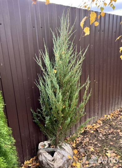 Можжевельник колоновидный Блю Эрроу