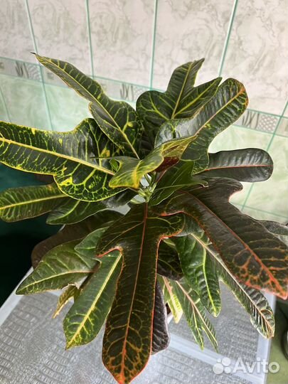 Кротон (Кодиеум) Экселент (Excellent)