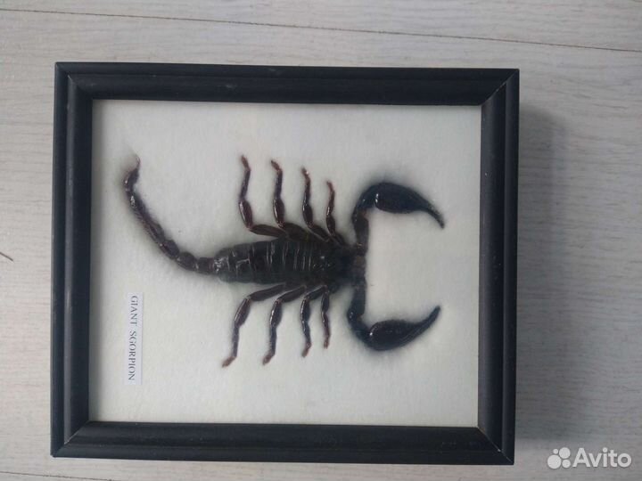 Коллекция насекомых из Таиланда