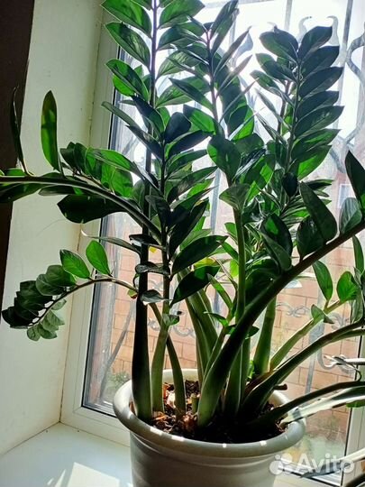 Замиокулькас зензи