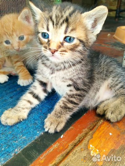 Котята в добрые руки бесплатно