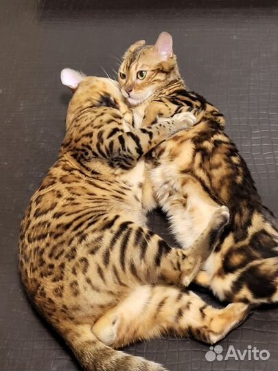 Бенгальские котята