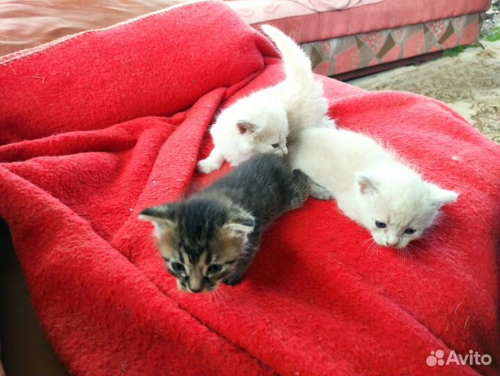 А в июне наша кошка родила троих котят