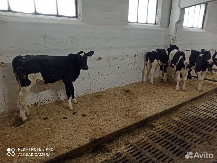 Телята бычки