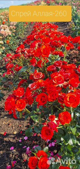 Роза разной группы. Продажа розница