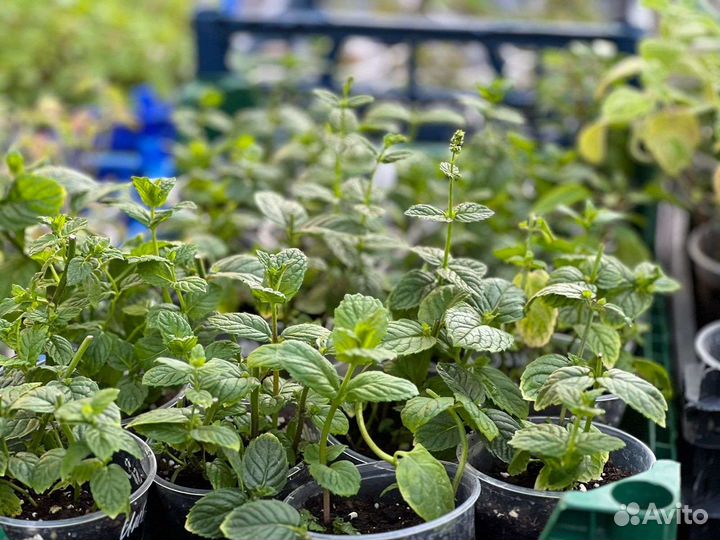 Мята новинки