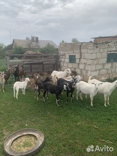 Продаются козы, 19 голов. Продаю всех вместе