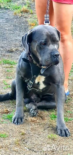 Кобель вязка кане Корсо