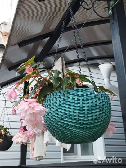 Бегония ампельная