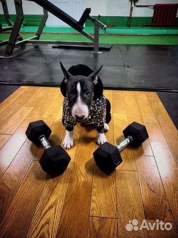 Гири и гантели