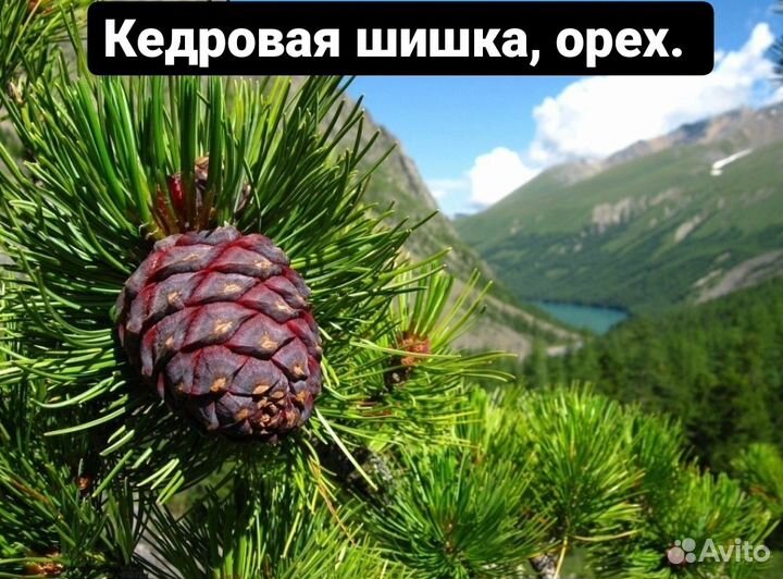 Кедровая шишка, орех