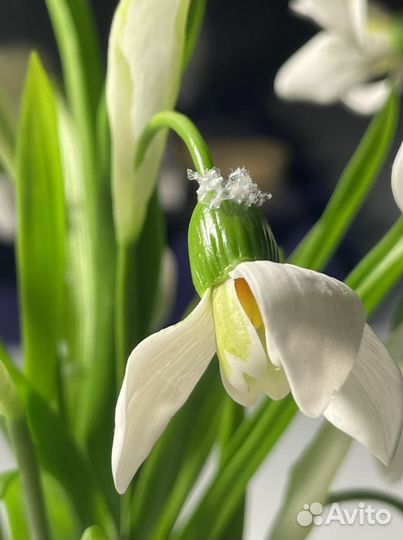 Подарок цветы Подснежники из холодного фарфора руч