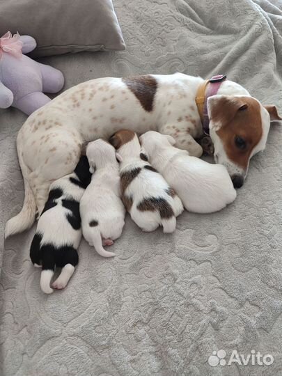 Щенки джек Рассел терьер