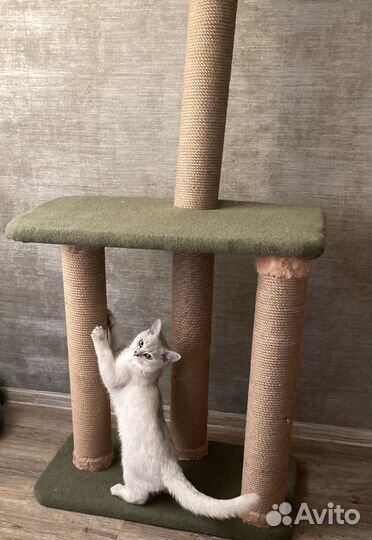 Когтеточка для кошек бу
