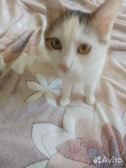 Отдам в добрые руки