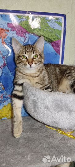 Котенок мальчик