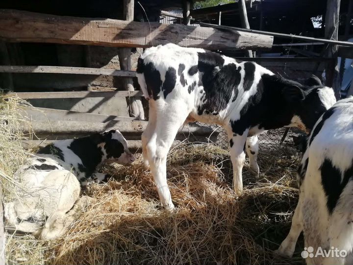 Телята бычки