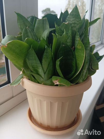 Сансевиерия Ханни