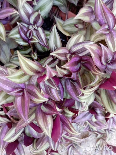 Отдам традесканция зебрина