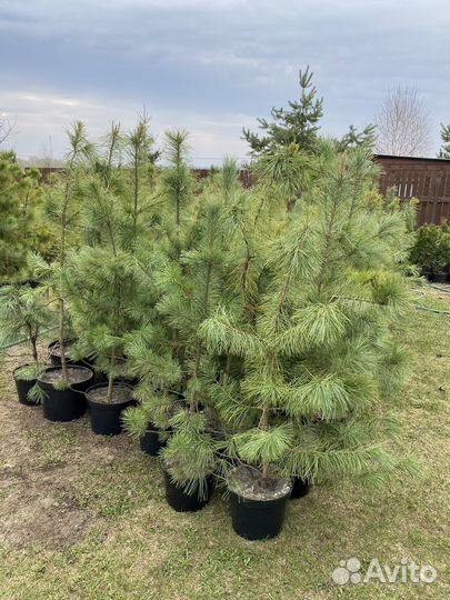 Саженцы кедра сибирского