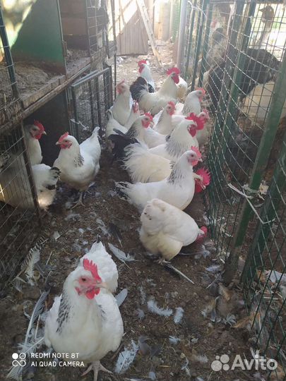 Цыплята от суток и старше