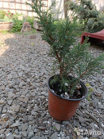 Можжевельники и ирисы