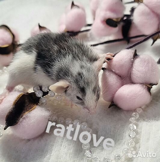 Крысята дамбо девочка марбл одд