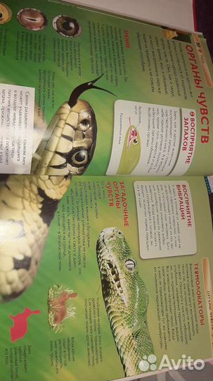 Детская энциклопедия