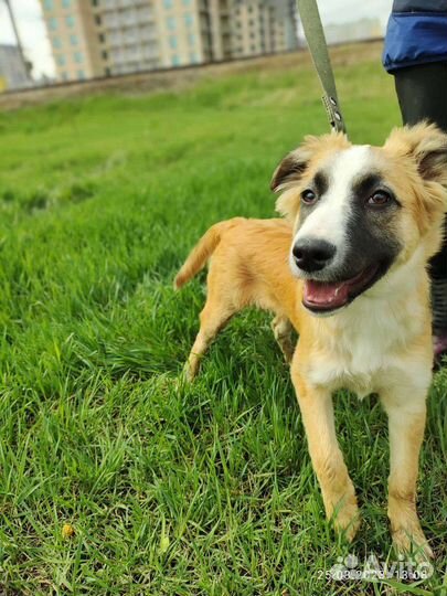 Щенок Джесси