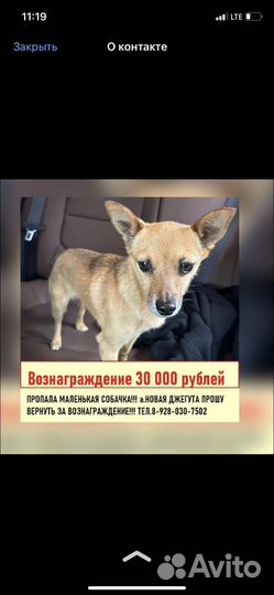 Собачка чихуахуа