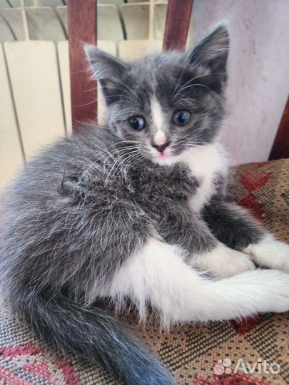 Кошки в добрые руки бесплатно