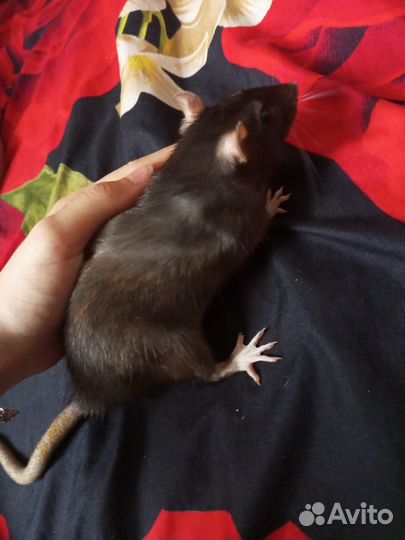 Продажа грызунов