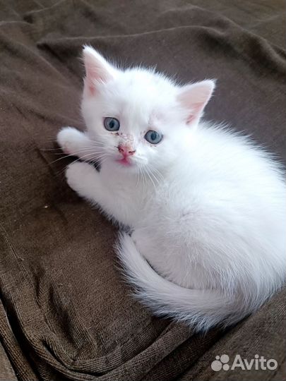 Котёнок девочка