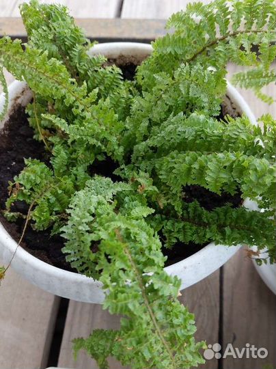 Папоротник