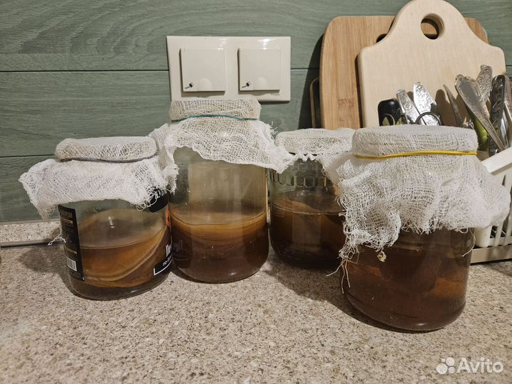 Чайный гриб