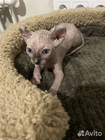 Канадский сфинкс