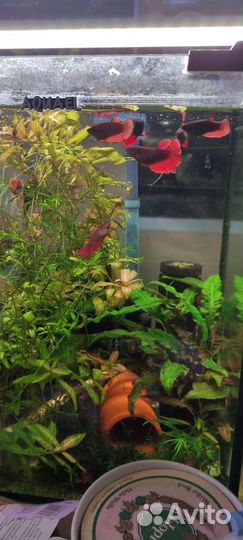 Аквариумные рыбки